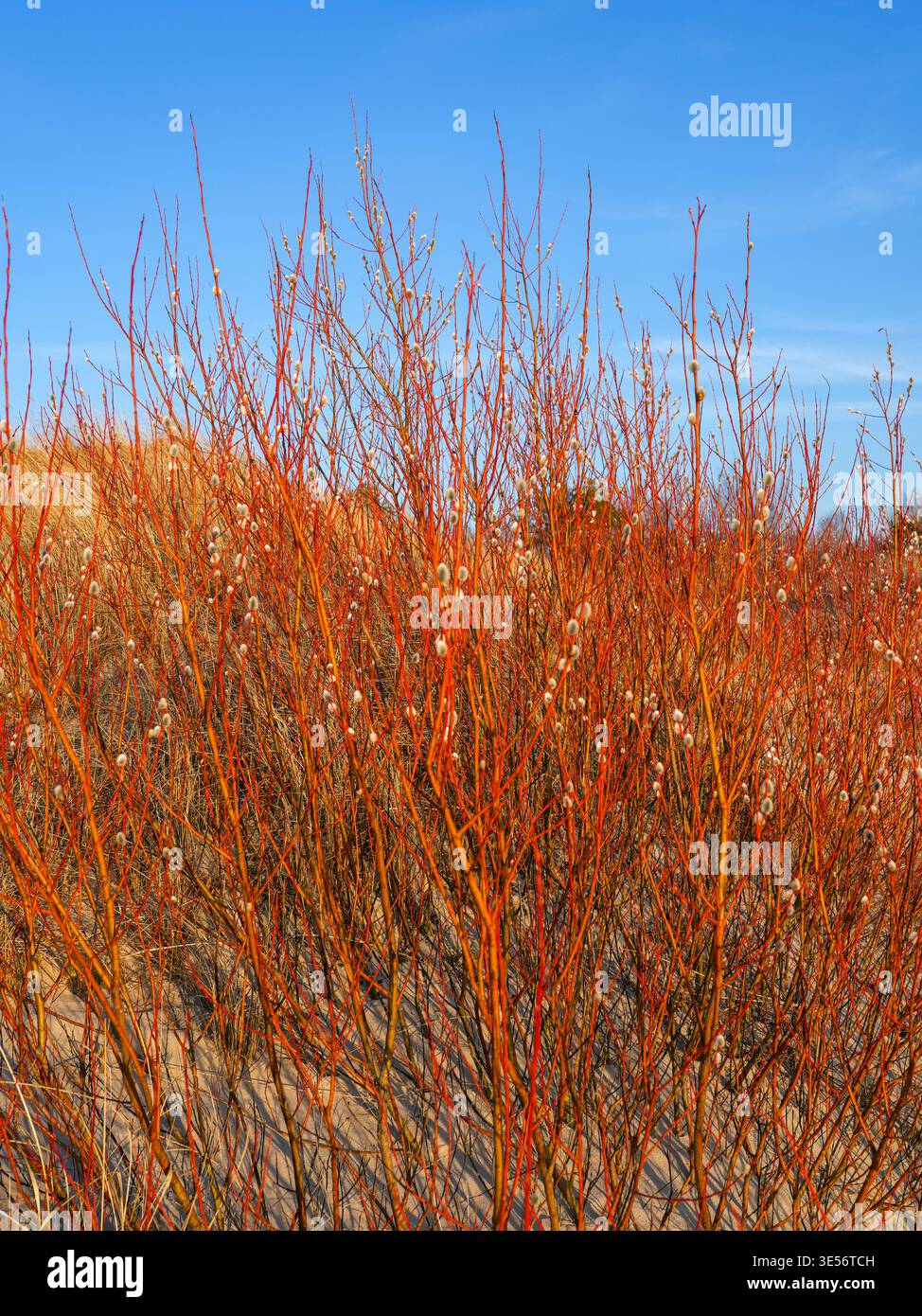 Arbustes de saule rouge vif dans les dunes de la mer Baltique paysage côtier au début du printemps sous ciel clair Banque D'Images