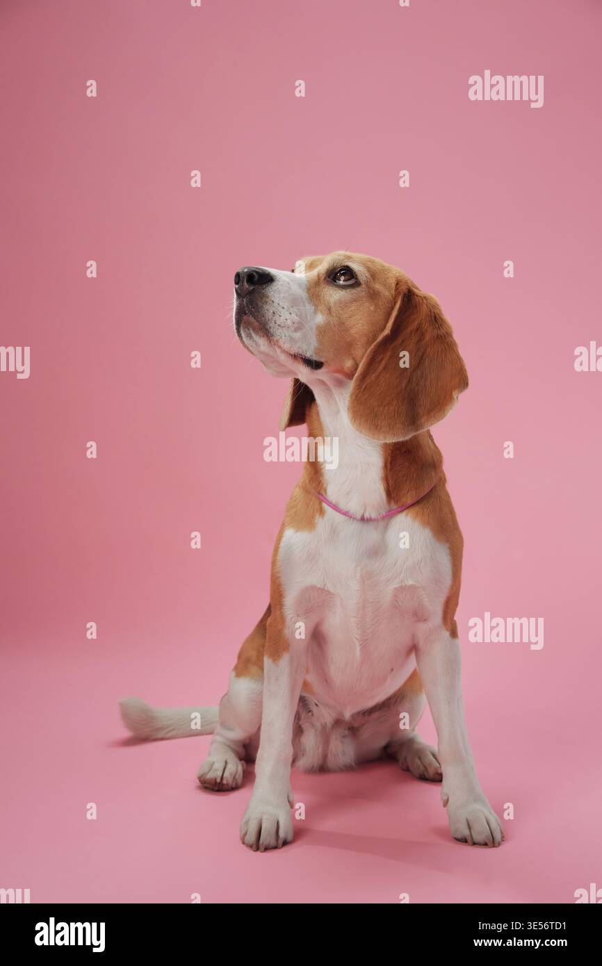 Un Beagle est assis avec un regard vers le haut, ses yeux pleins de curiosité sur un fond rose pastel. L'éclairage doux crée un environnement chaleureux et convivial Banque D'Images