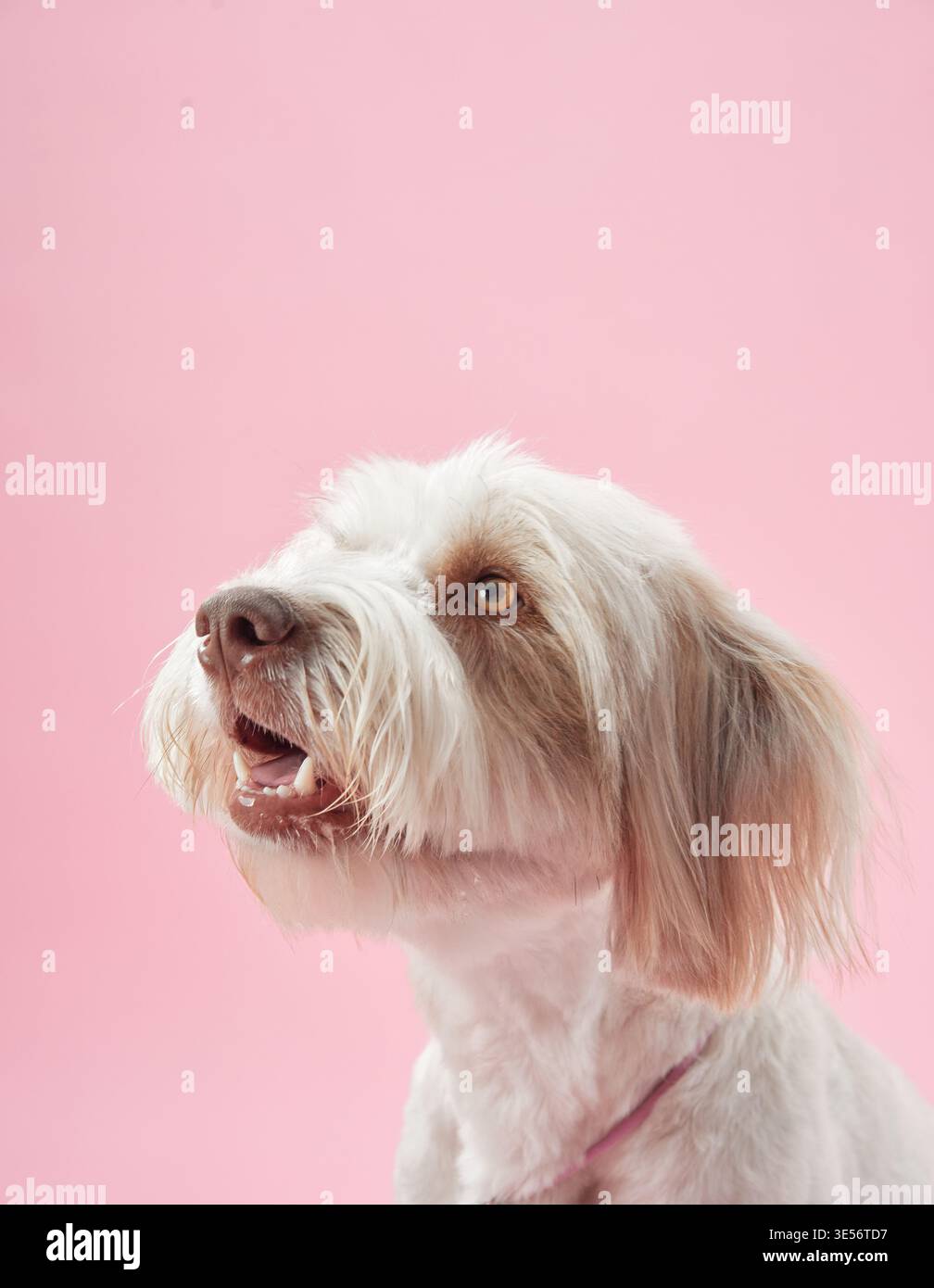 Un petit chien blanc avec une fourrure de longueur moyenne regarde vers le haut sur un fond rose doux. L'éclairage doux souligne l'expression attentive du chien et Banque D'Images
