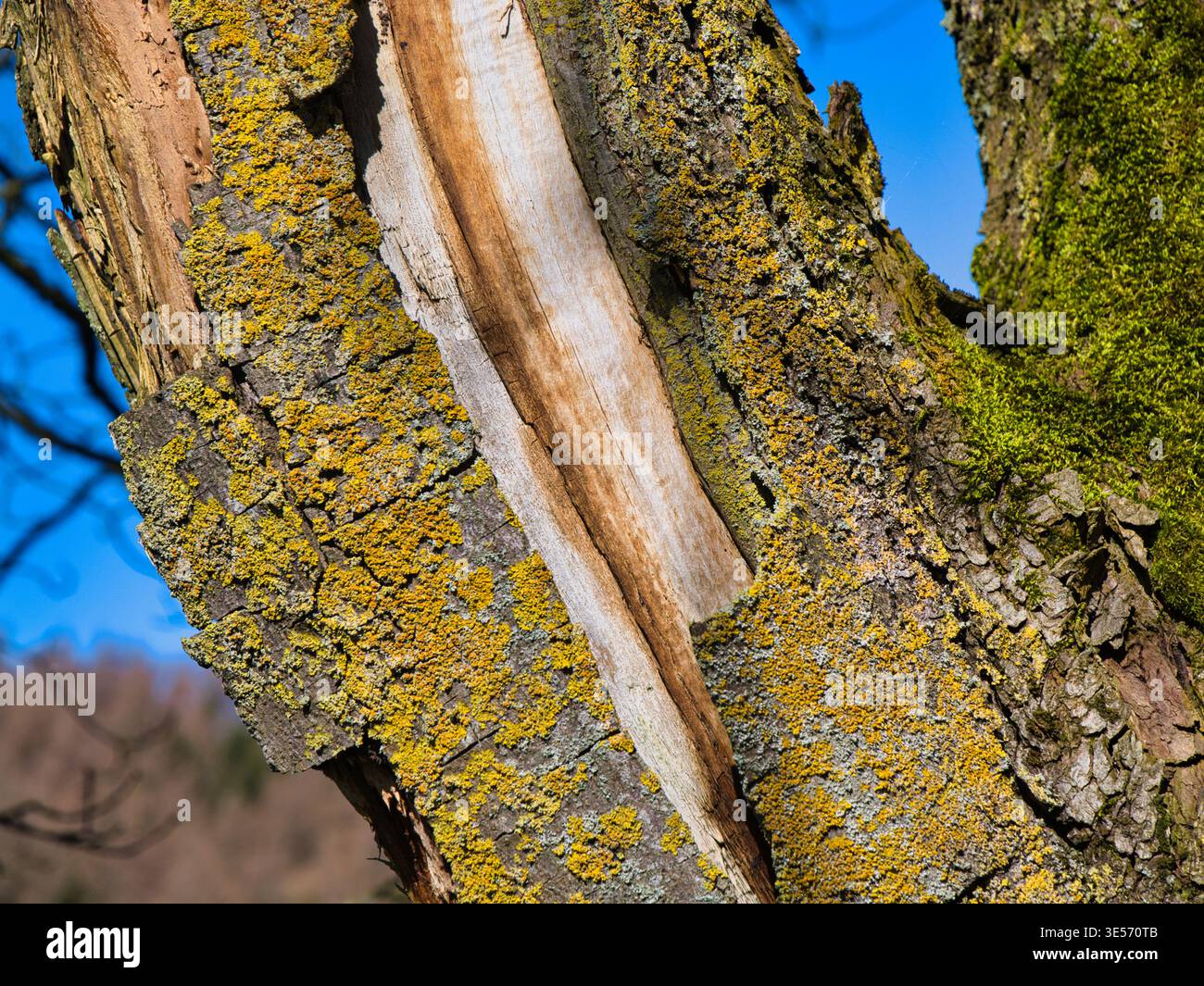 Vue rapprochée de l'écorce d'arbre endommagée recouverte de lichen jaune et de mousse dans le Yorkshire UK, avec des détails naturels brillants et une texture boisée accidentée Banque D'Images