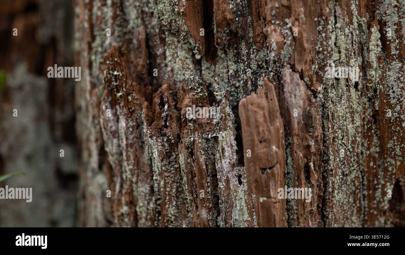 Macro photographie de vieux bois pourri avec fond abstrait naturel de texture d'écorce fissurée Banque D'Images