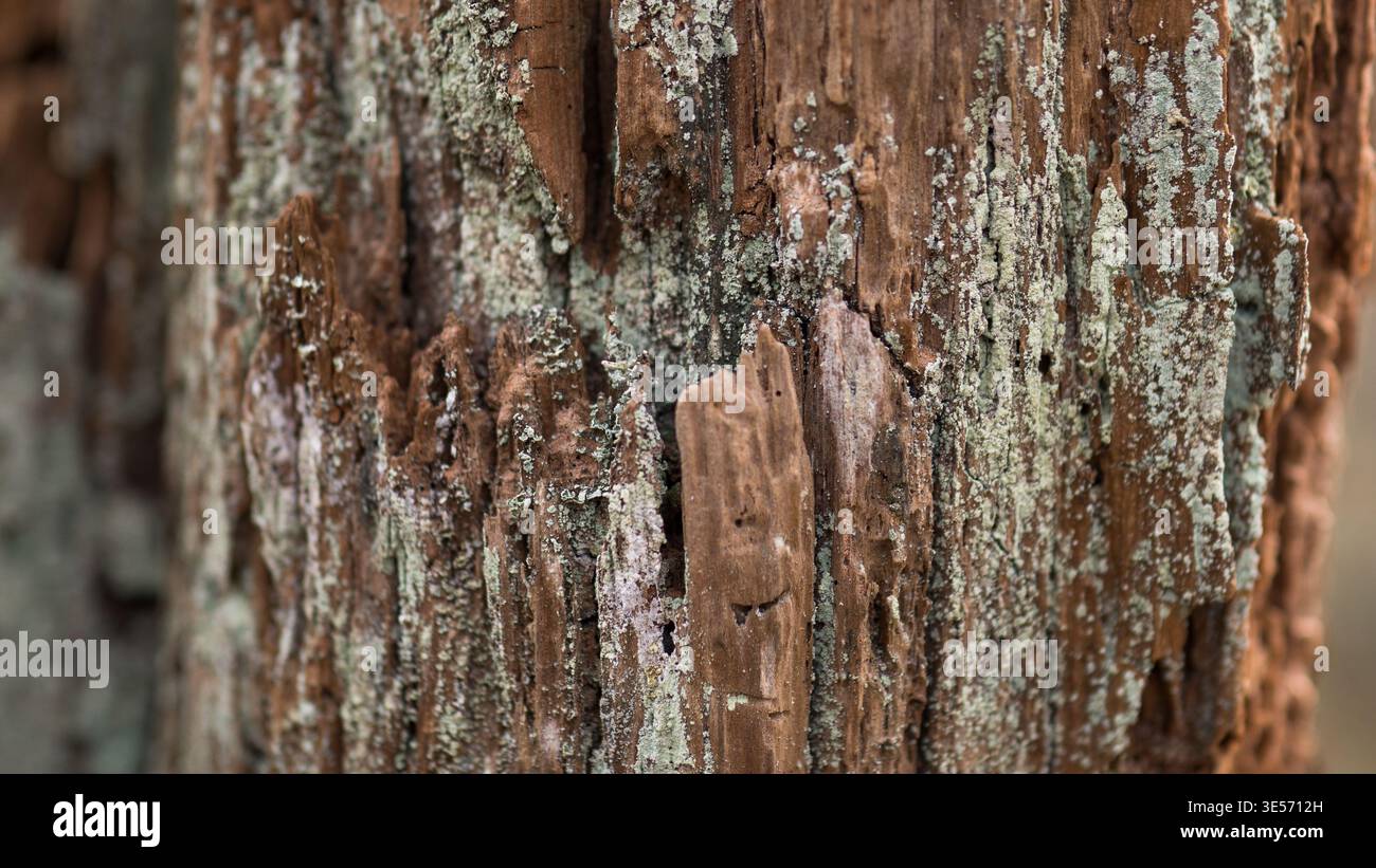 Macro photographie de vieux bois pourri avec fond abstrait naturel de texture d'écorce fissurée Banque D'Images
