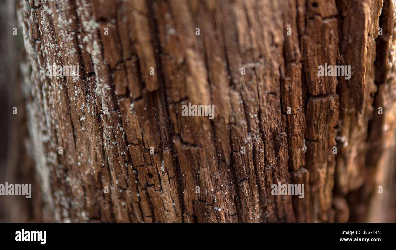 Macro photographie de vieux bois pourri avec fond abstrait naturel de texture d'écorce fissurée Banque D'Images