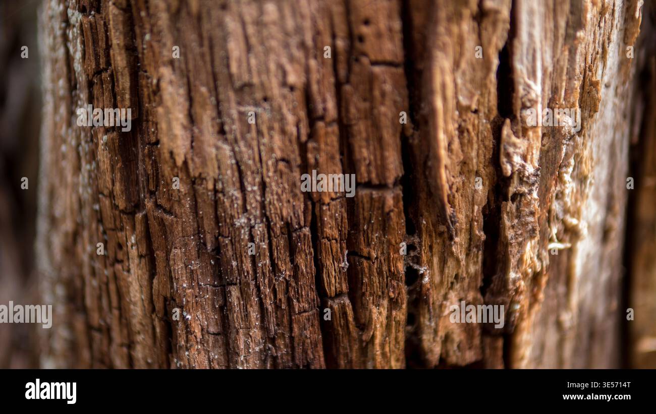 Macro photographie de vieux bois pourri avec fond abstrait naturel de texture d'écorce fissurée Banque D'Images