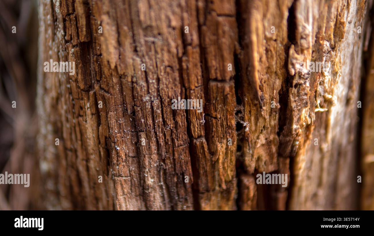 Macro photographie de vieux bois pourri avec fond abstrait naturel de texture d'écorce fissurée Banque D'Images