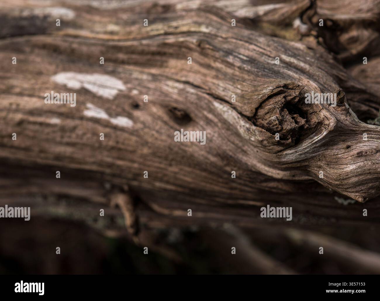 Fond de texture Driftwood patiné avec grain de bois organique et détail naturel Banque D'Images
