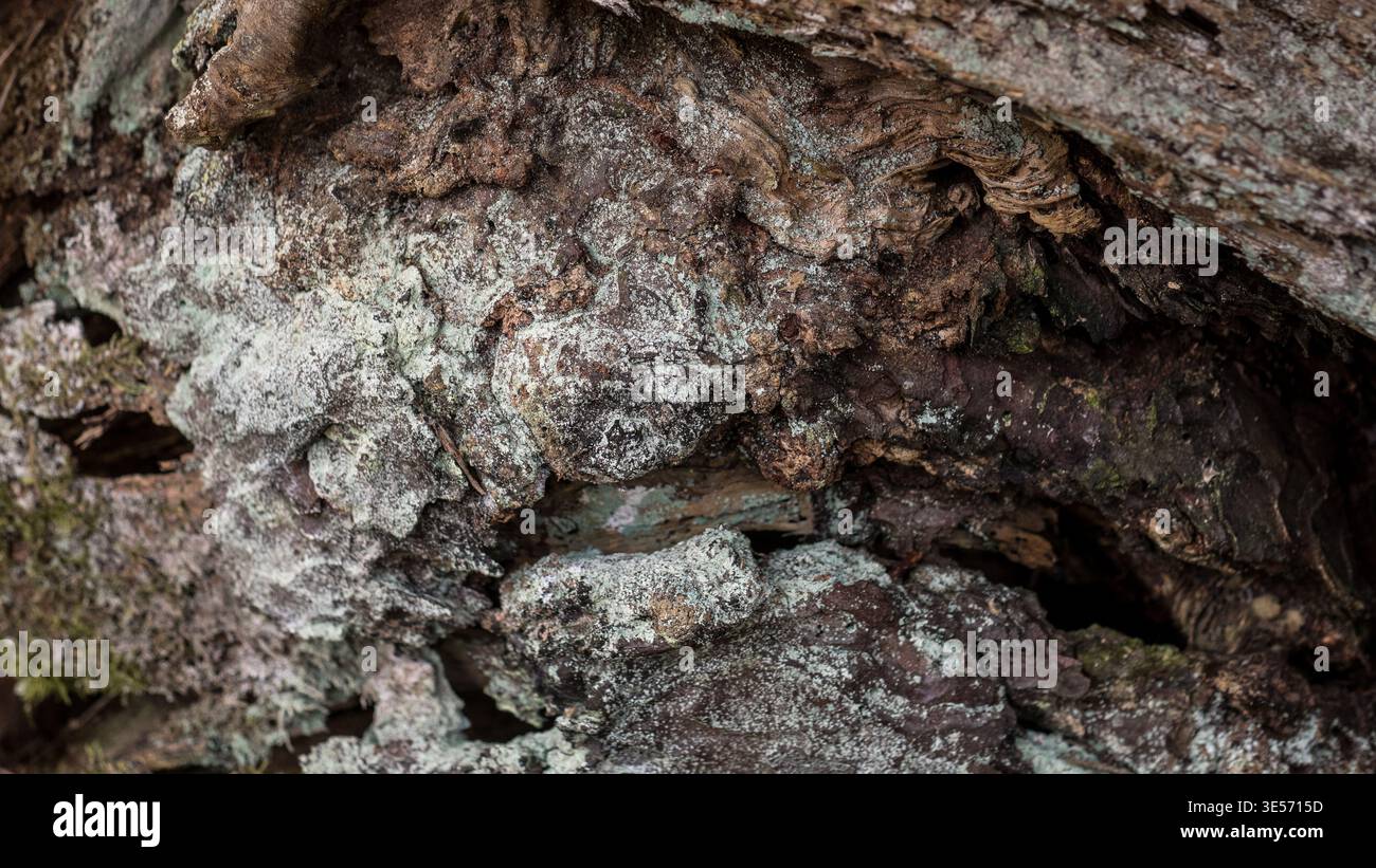 Écorce d'arbre avec fond de texture naturelle abstraite de lichen Banque D'Images
