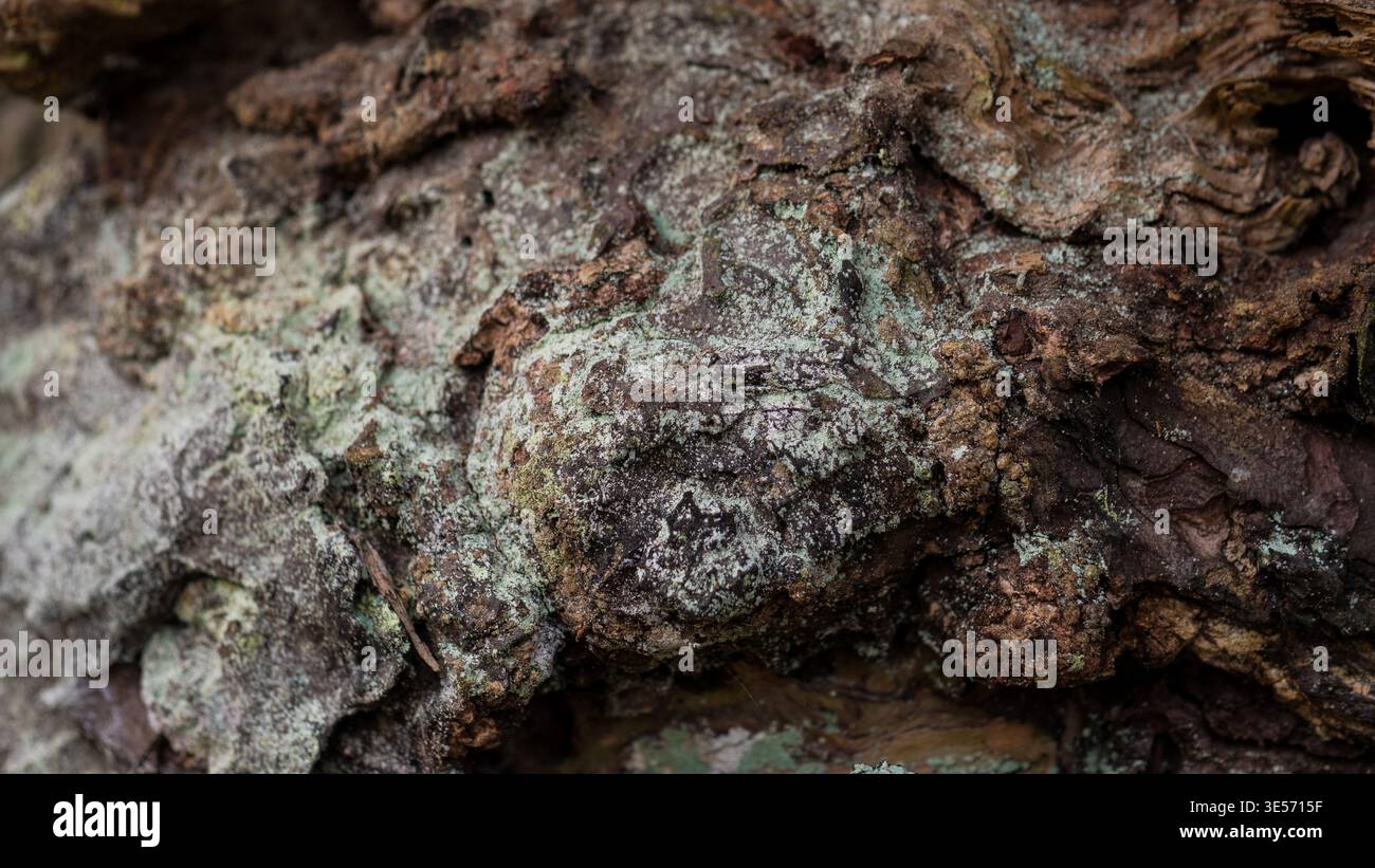 Écorce d'arbre avec fond de texture naturelle abstraite de lichen Banque D'Images