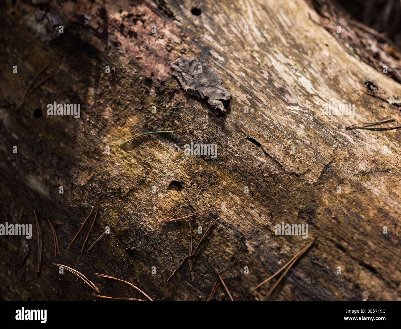 Fond de texture de bois en décomposition avec écorce de pelage et détail de décomposition organique Banque D'Images