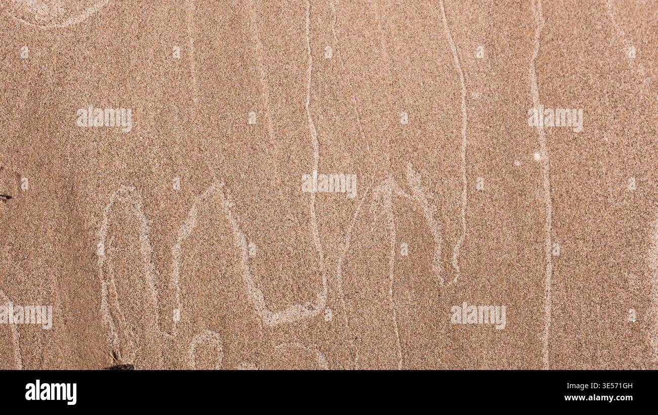 Fond de texture sable naturel avec motifs de vent subtils et détail minimal de surface Banque D'Images