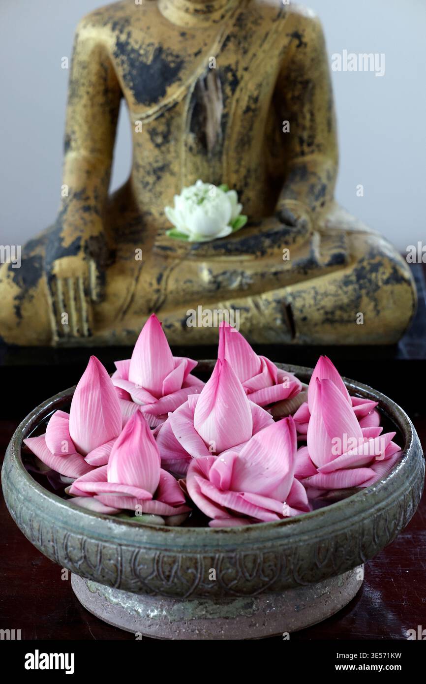 Le lotus rose fleurit dans un bol rituel avec une figure de Bouddha dorée derrière.. Siem Reap. Cambodge. Banque D'Images