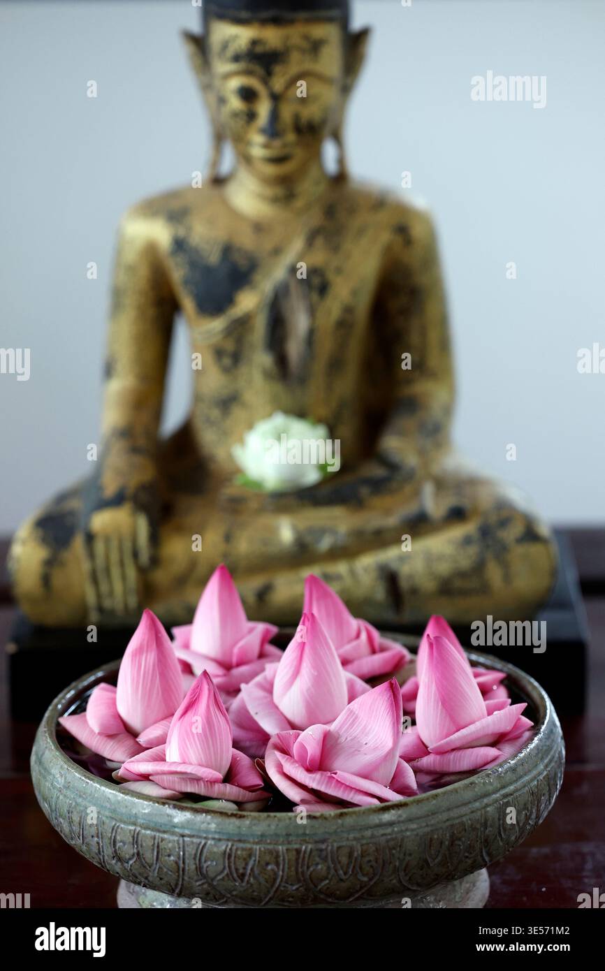 Le lotus rose fleurit dans un bol rituel avec une figure de Bouddha dorée derrière.. Siem Reap. Cambodge. Banque D'Images