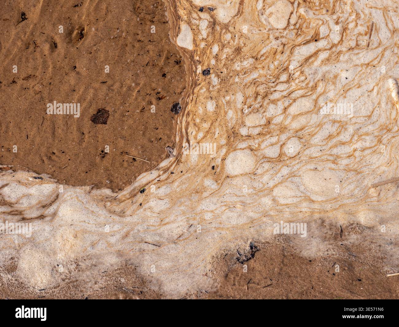 Fond abstrait de mousse de mer et de texture de sable avec des motifs côtiers organiques Banque D'Images
