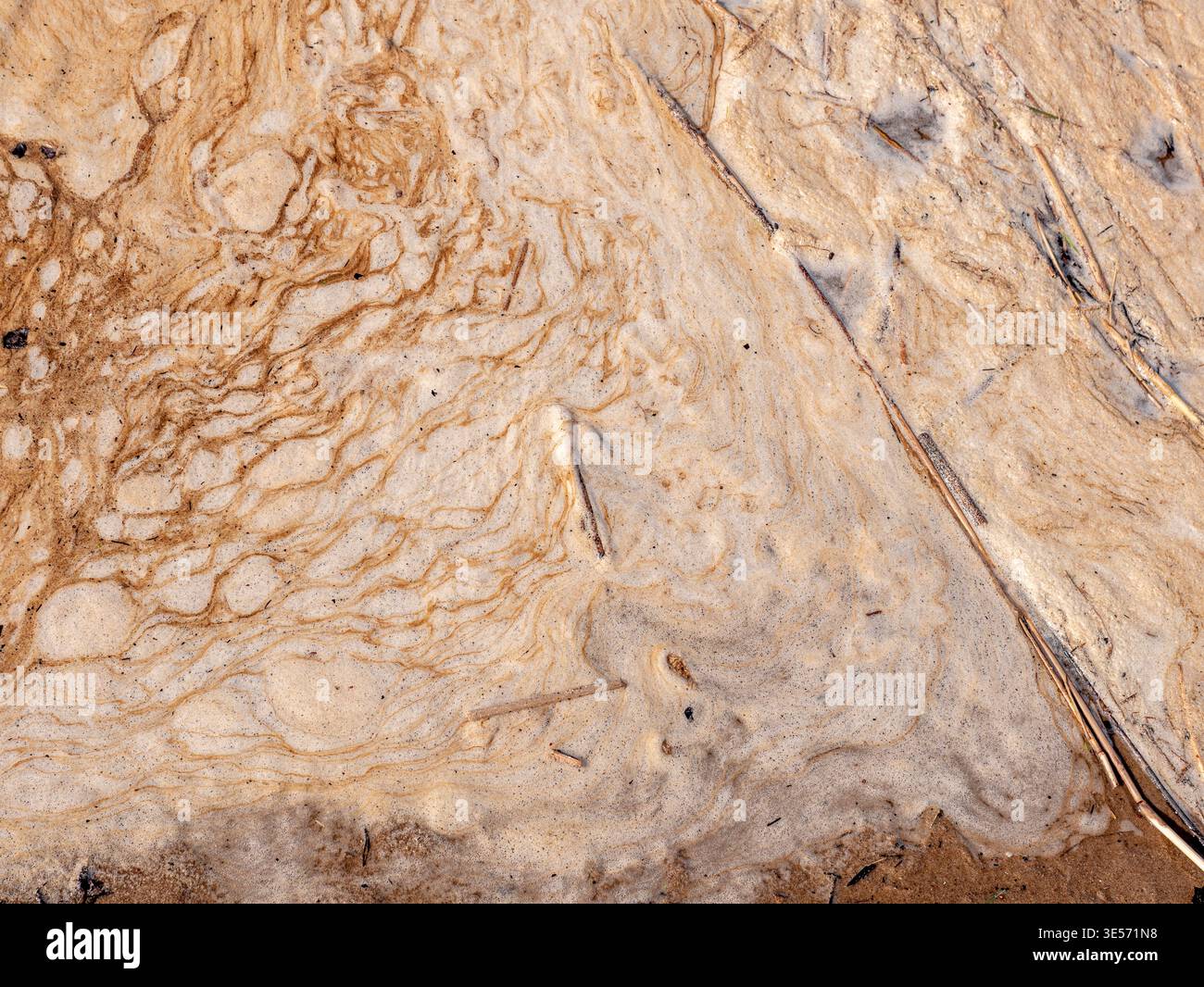 Fond abstrait de mousse de mer et de texture de sable avec des motifs côtiers organiques Banque D'Images