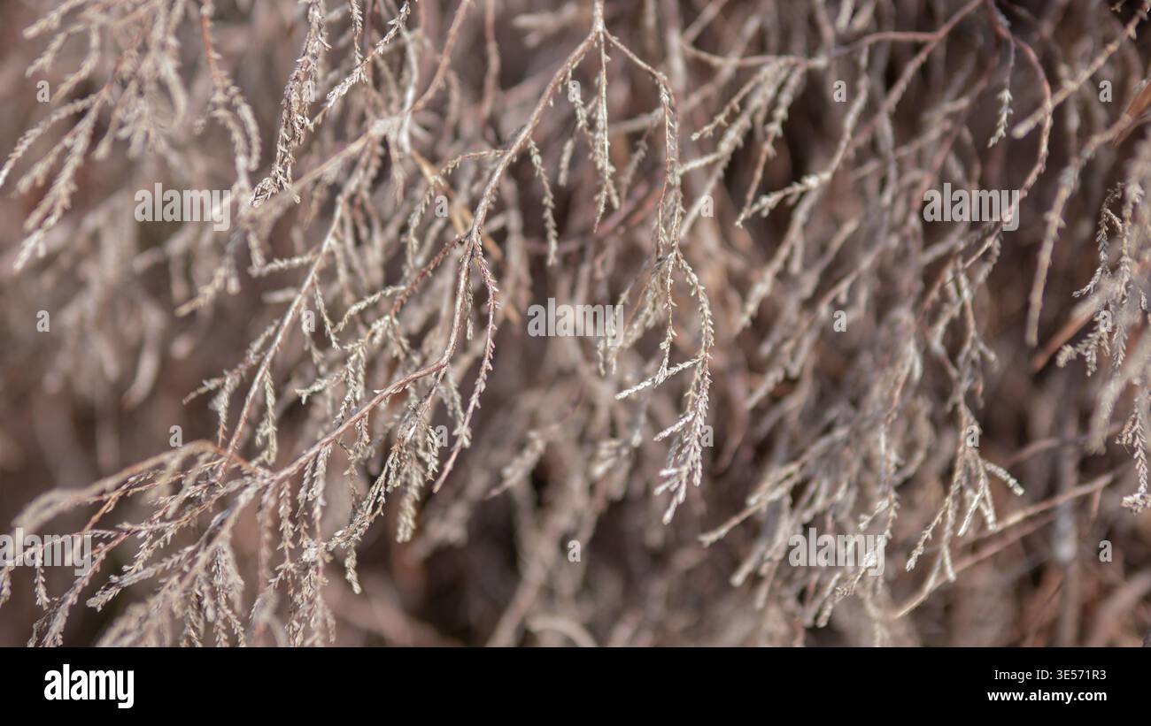 Fond naturel de texture abstraite de branches de plantes sèches Banque D'Images