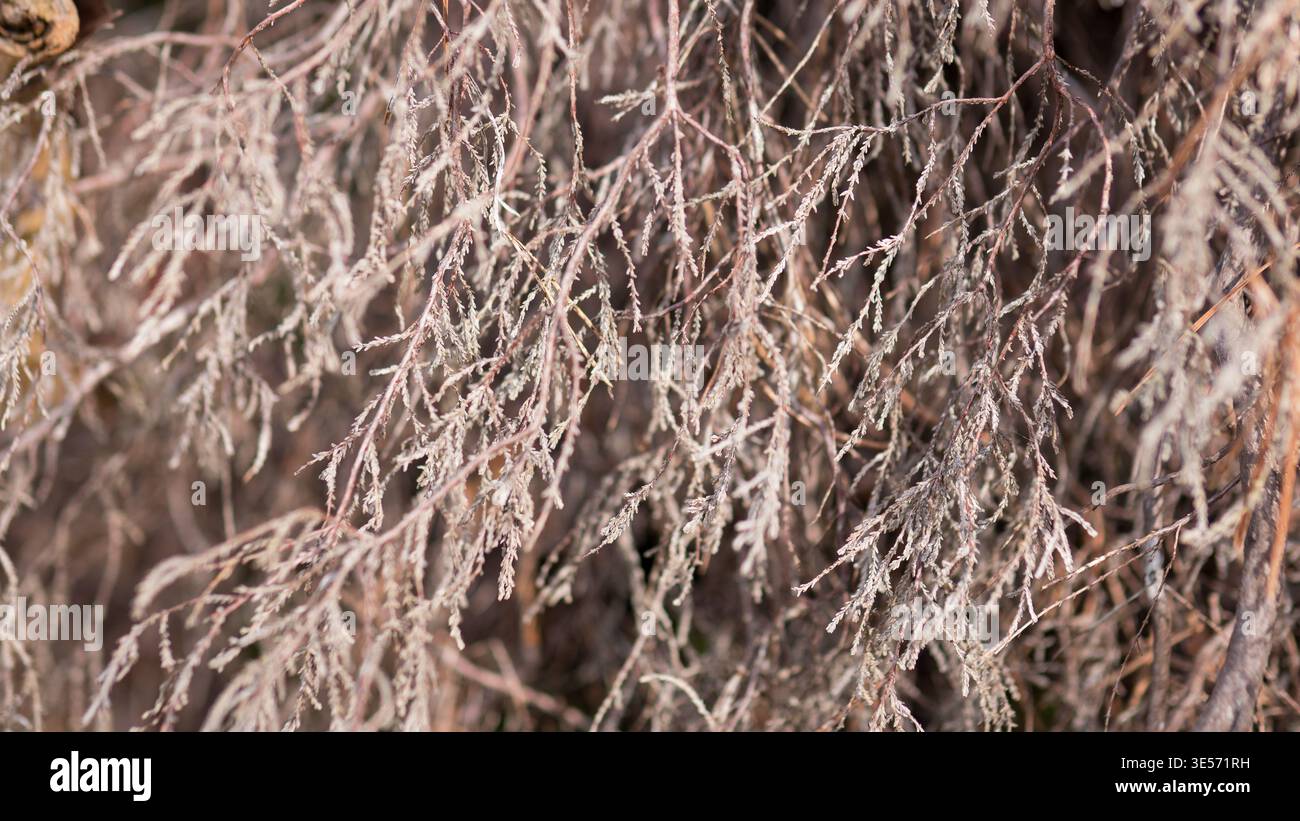 Fond naturel de texture abstraite de branches de plantes sèches Banque D'Images