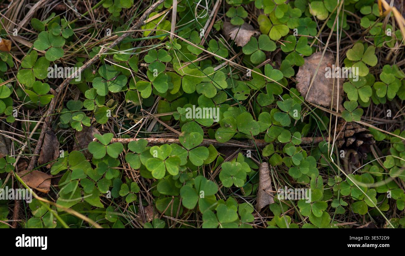 Le trèfle vert laisse une texture de fond naturelle sur le sol forestier Banque D'Images