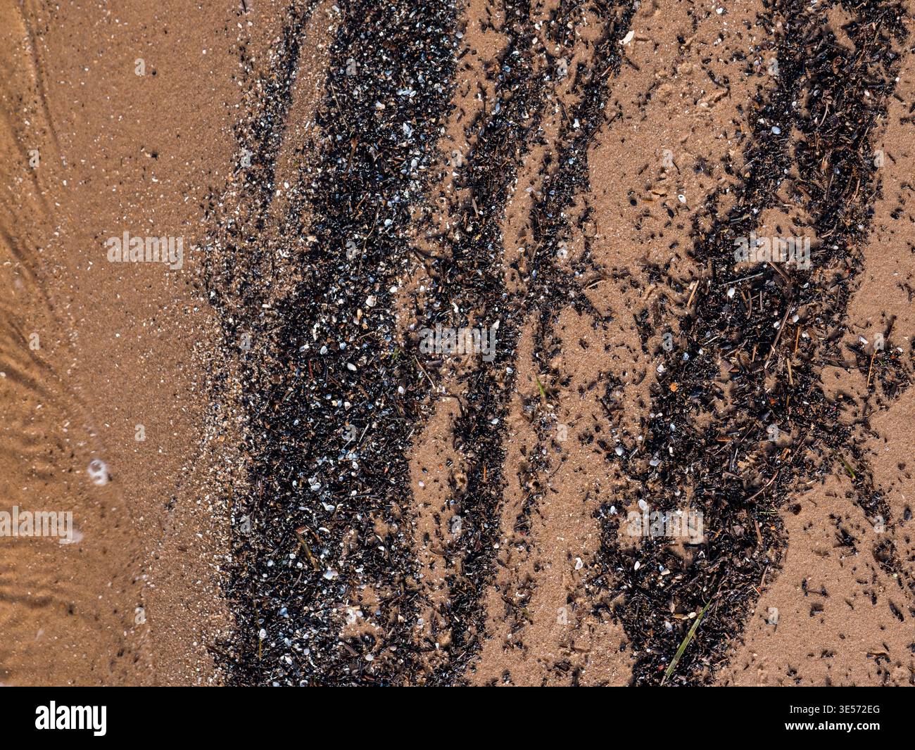 Débris d'algues sur la texture de plage de sable fond abstrait naturel côtier Banque D'Images