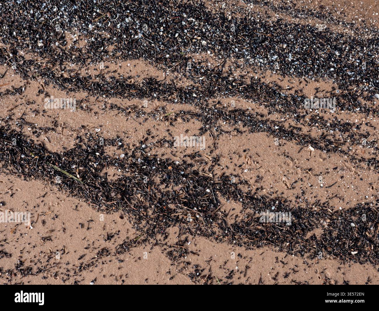 Débris d'algues sur la texture de plage de sable fond abstrait naturel côtier Banque D'Images