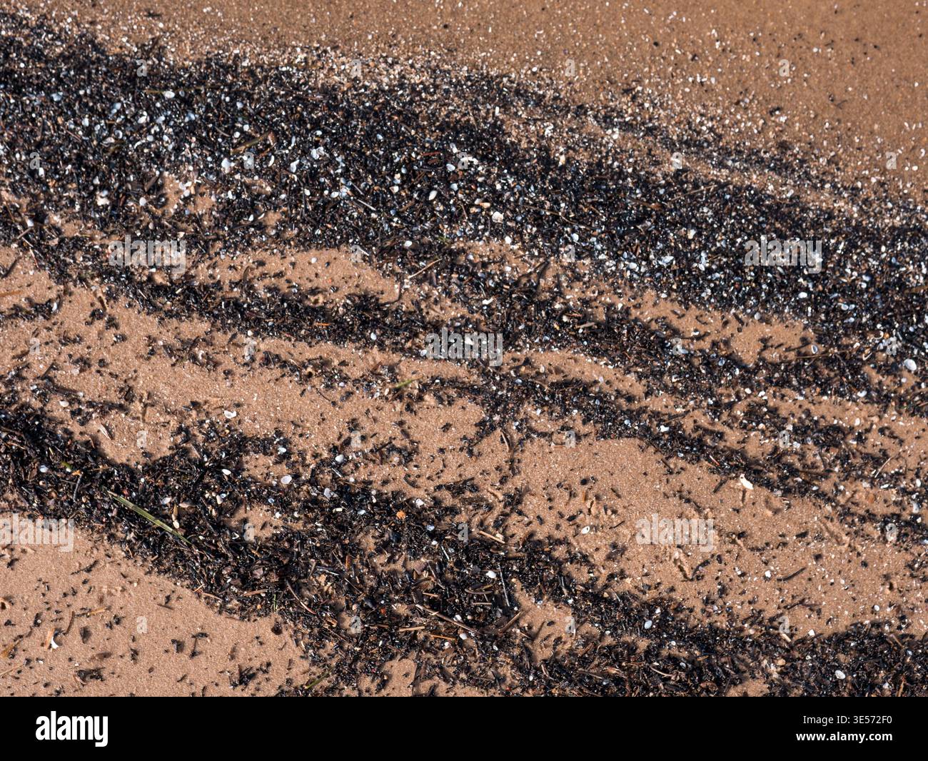 Débris d'algues sur la texture de plage de sable fond abstrait naturel côtier Banque D'Images