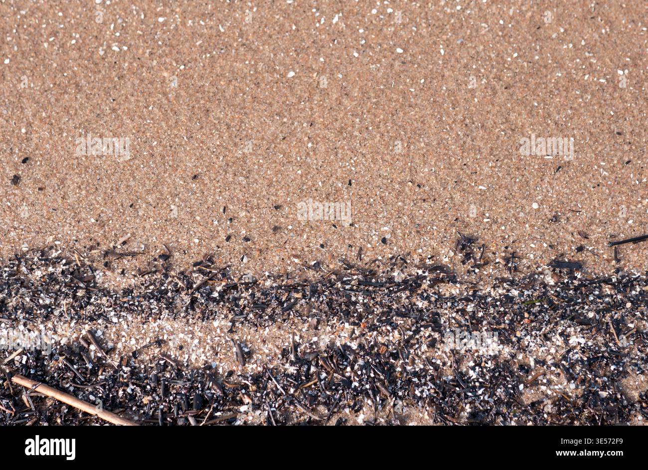 Débris d'algues sur la texture de plage de sable fond abstrait naturel côtier Banque D'Images