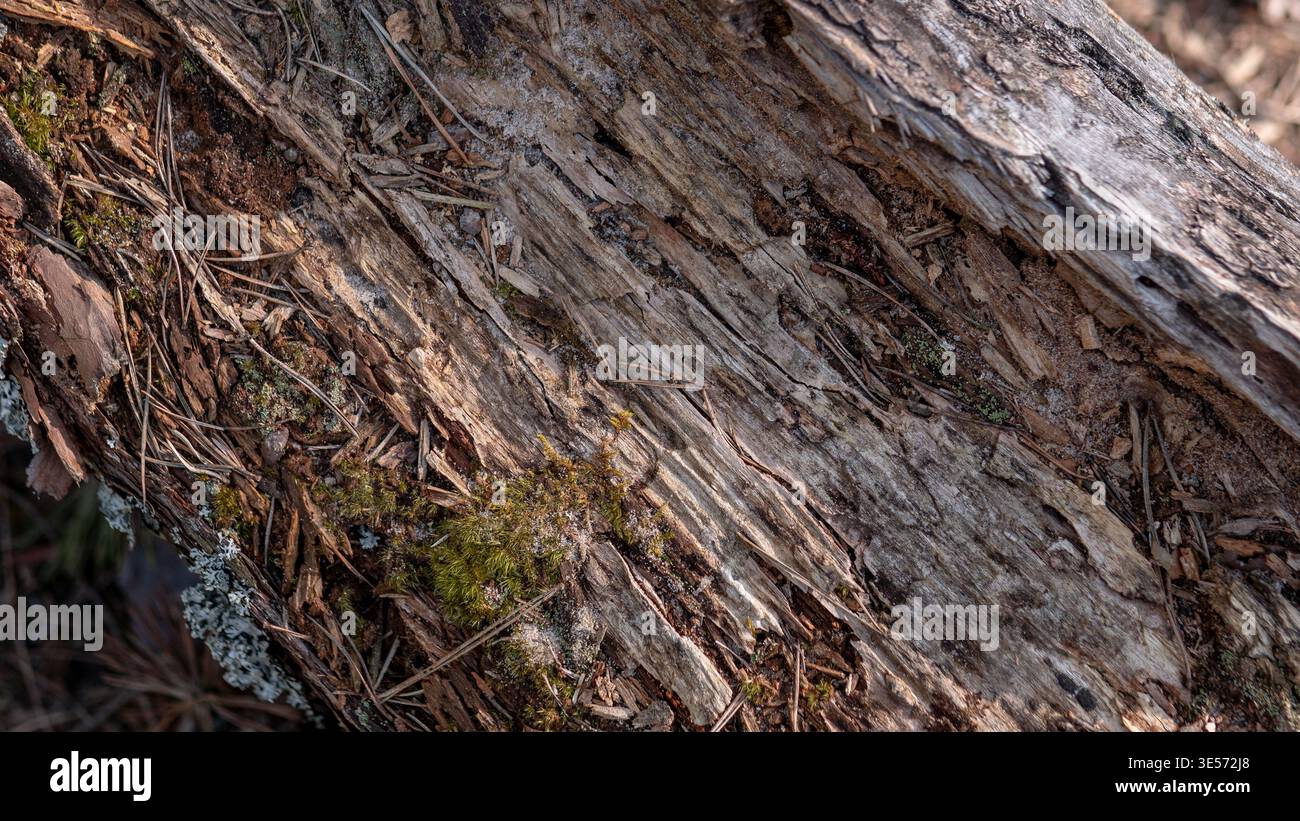 Texture en bois de tronc d'arbre en décomposition avec mousse et débris forestiers, fond abstrait naturel Banque D'Images