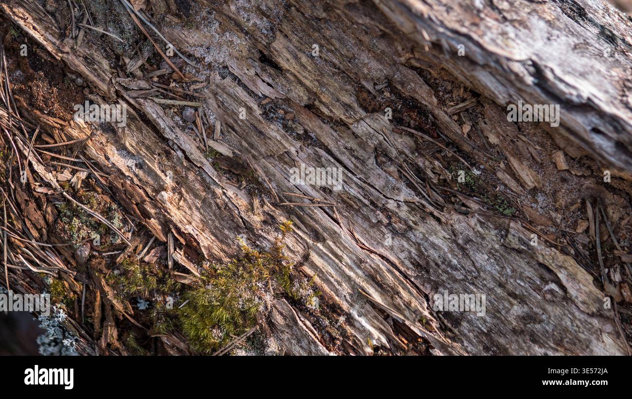 Texture en bois de tronc d'arbre en décomposition avec mousse et débris forestiers, fond abstrait naturel Banque D'Images