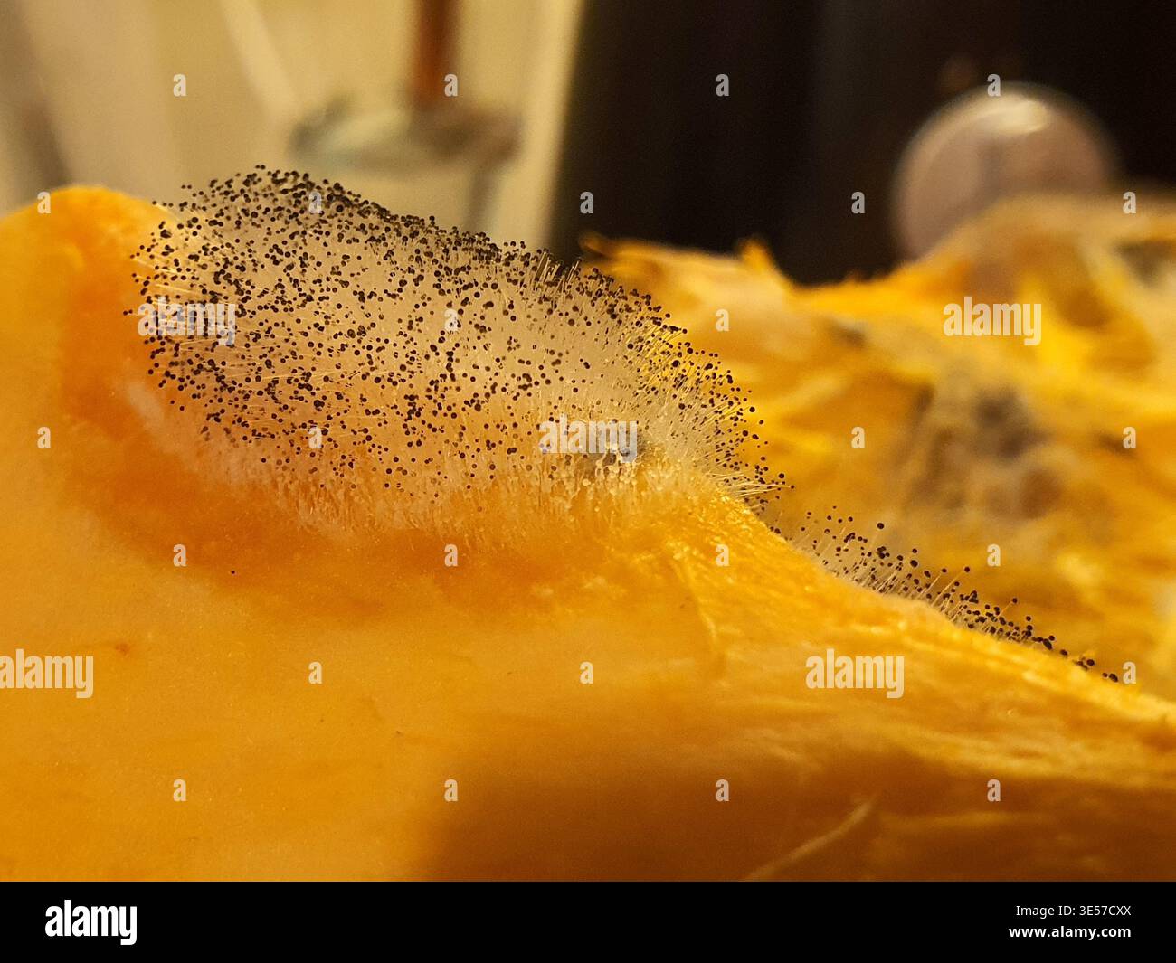 Macro gros plan montrant la croissance de moisissures fongiques sur la matière organique orange, probablement la chair de citrouille ou de courge. L'image affiche les caractéristiques Banque D'Images