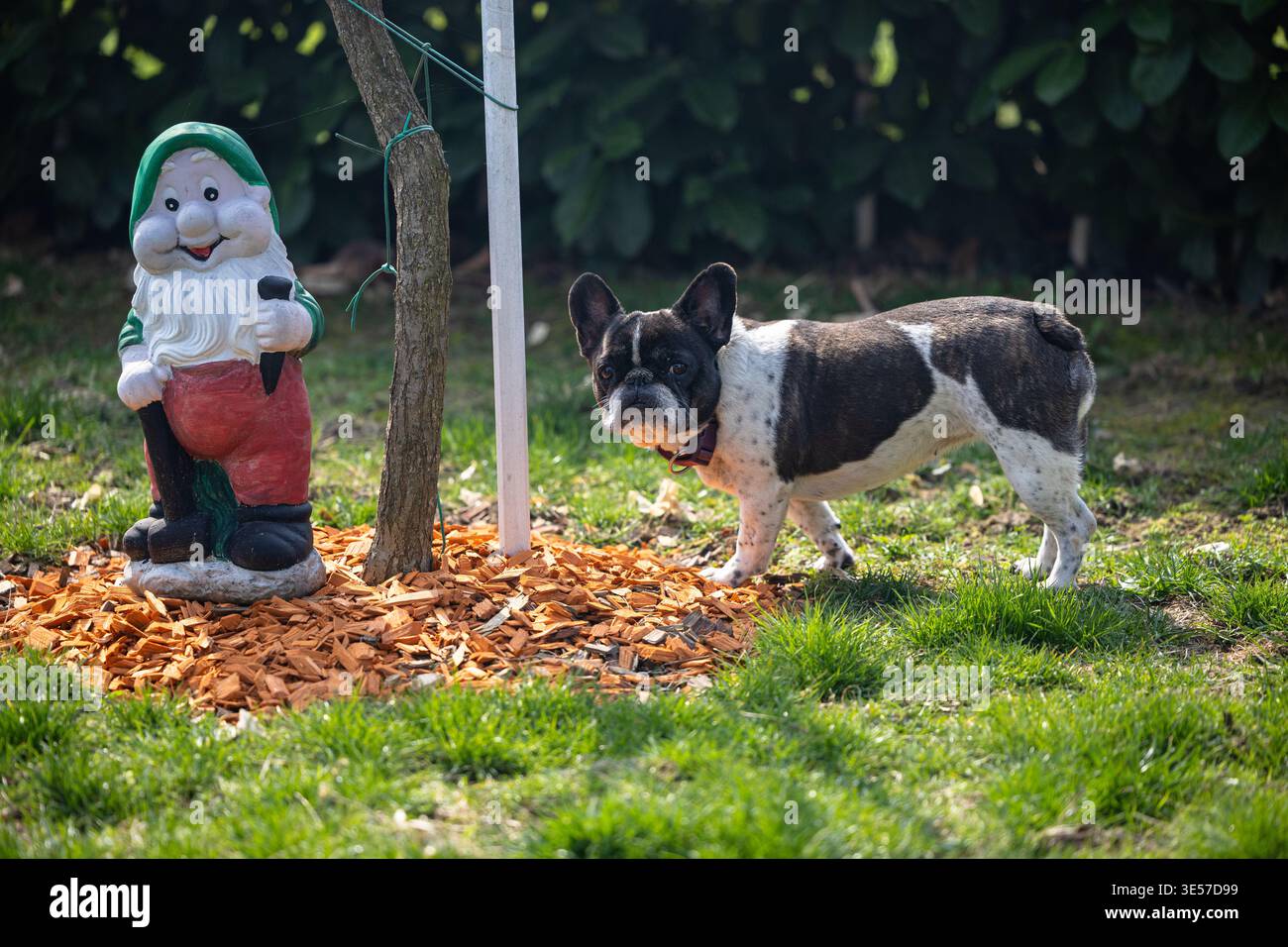 Un bouledogue français bringé et blanc renifle un gnome de jardin coloré à côté d'un jeune arbre sur une pelouse de jardin ensoleillée, véhiculant curiosité, plaisir et Banque D'Images