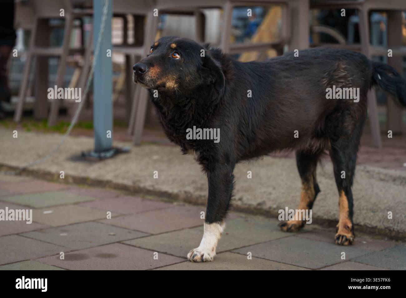 Chien handicapé en milieu urbain Banque D'Images