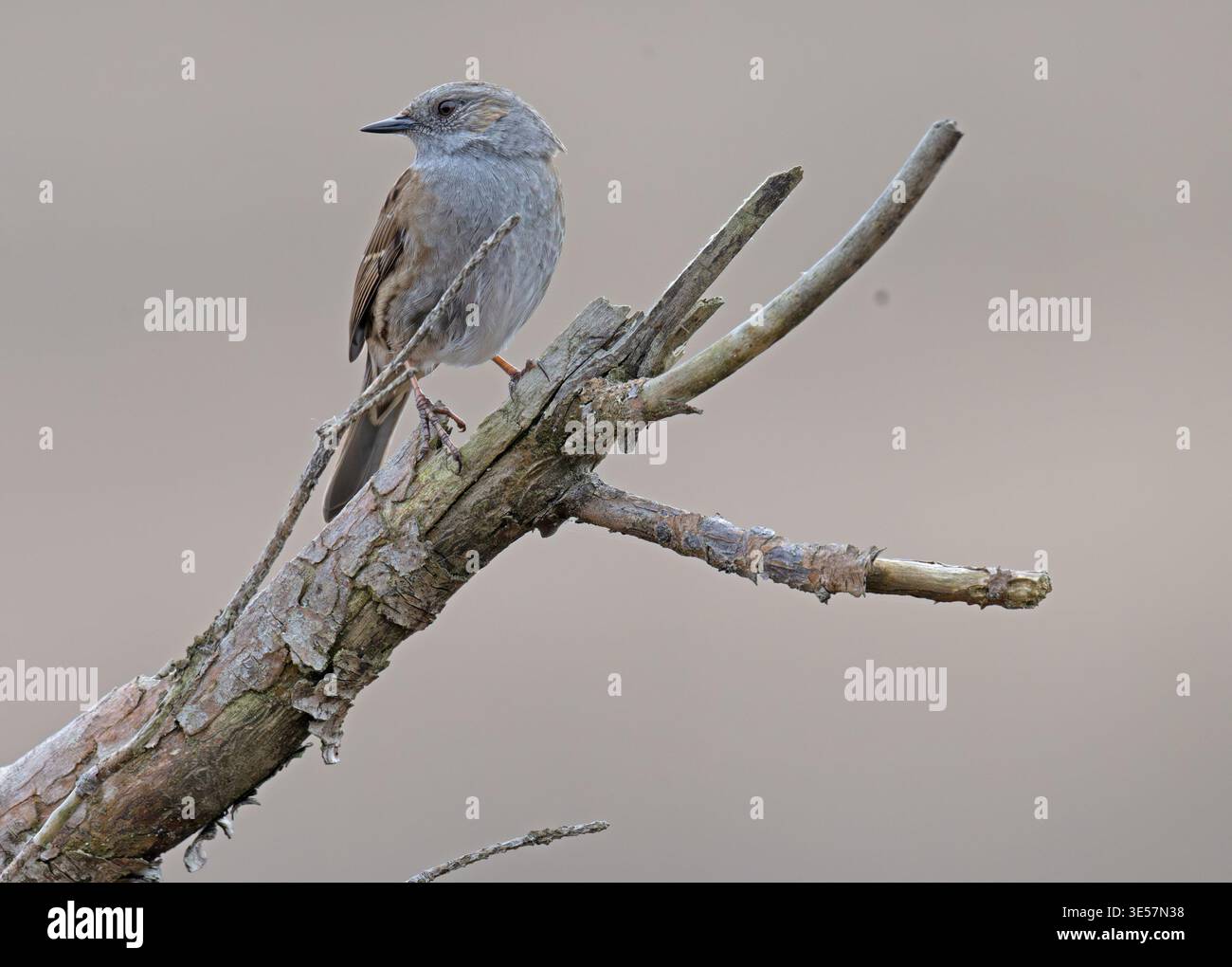 Dunnock gros plan sur jeudi Common Surrey Banque D'Images