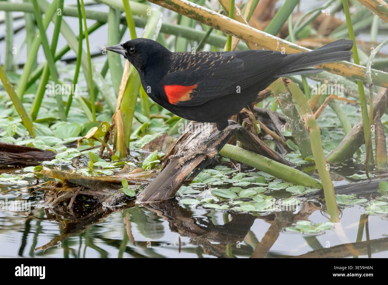 Amérique du Nord ; États-Unis ; Montana ; printemps ; faune; oiseaux ; oiseau noir à ailes rouges ; Agelaius phoeniceus ; insectes mangeurs Banque D'Images