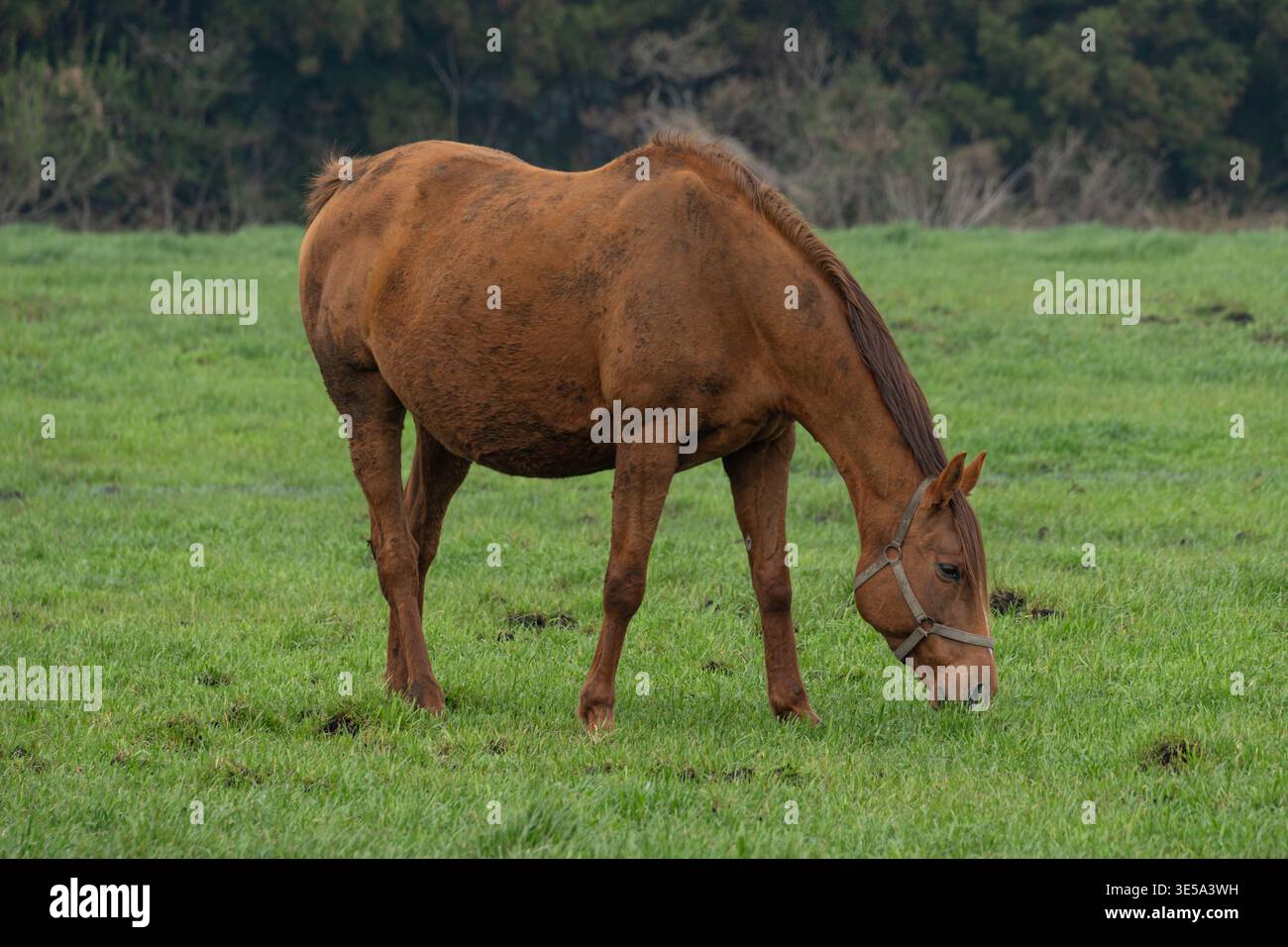Châtaignier Horse pâturant dans les pâturages ouverts Banque D'Images