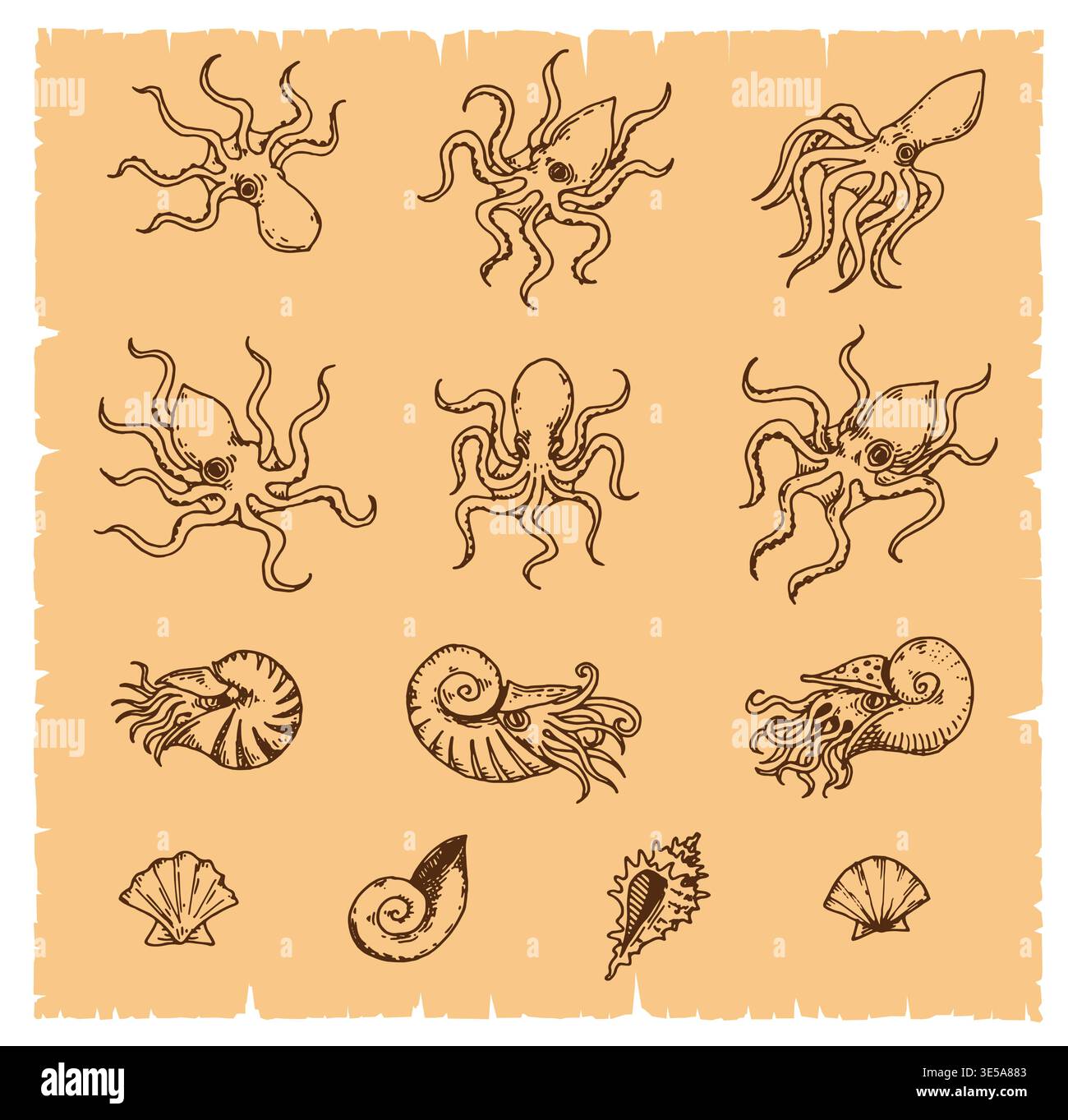 Carte géographique poulpe, seiche, coquille, mollusque Illustration de Vecteur