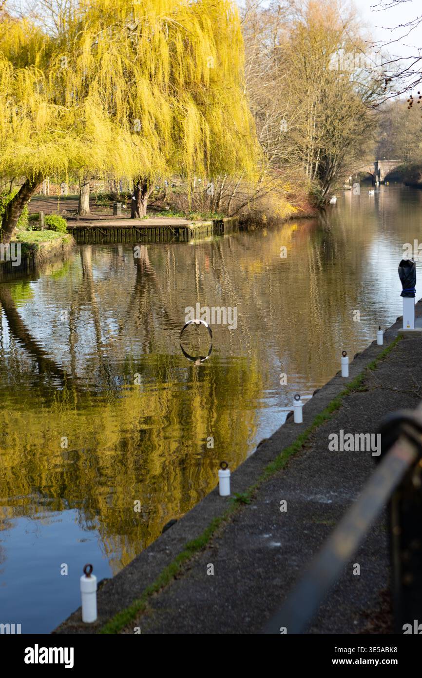 Vol d'oiseau relancé, Riverside Walk, River Wensum, Norwich, Norfolk, 2026 Banque D'Images