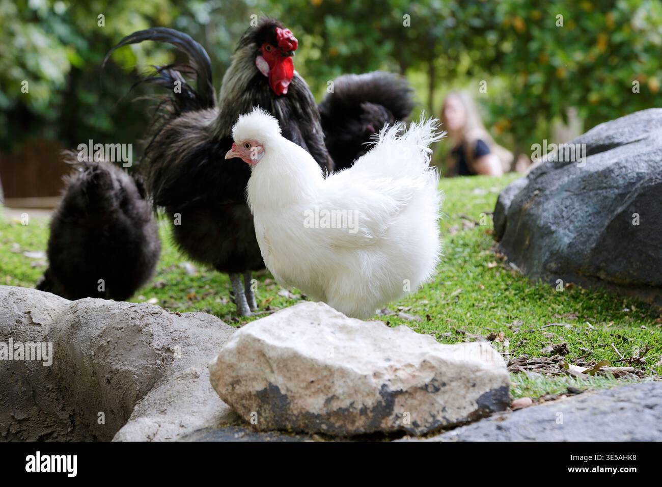 Un groupe de poulets Silkie, y compris un Silkie blanc au premier plan et noir Banque D'Images