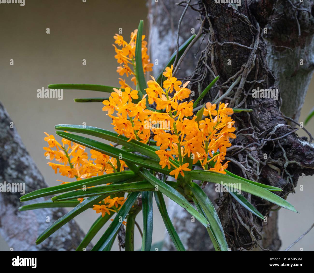 Vue rapprochée de l'espèce d'orchidée épiphyte tropicale ascocentrum miniatum avec des grappes orange vif de fleurs fleurissant à l'extérieur sur l'arbre Banque D'Images