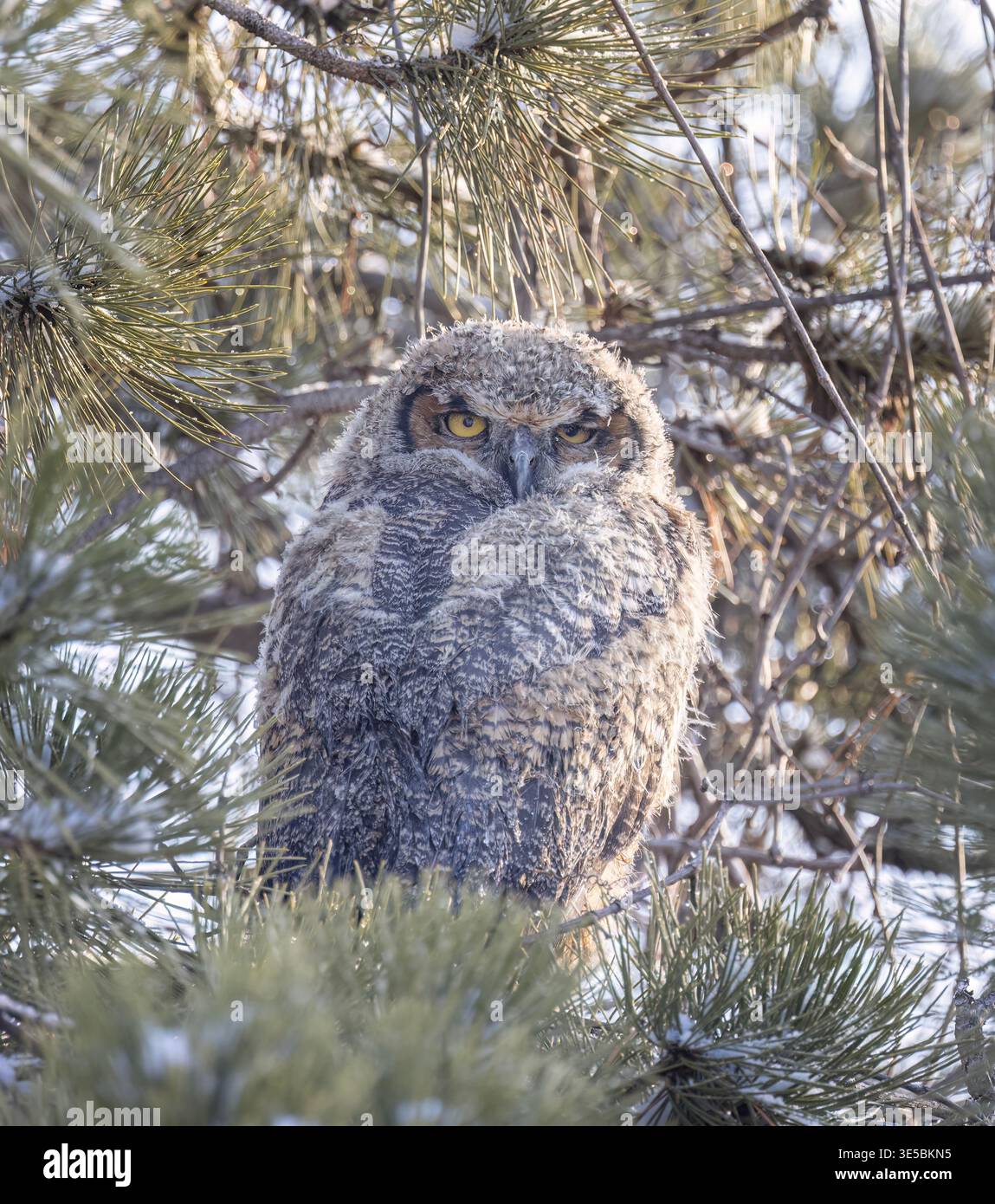 Grande chouette à cornes perchée sur branche dans la forêt en hiver, Canada Banque D'Images