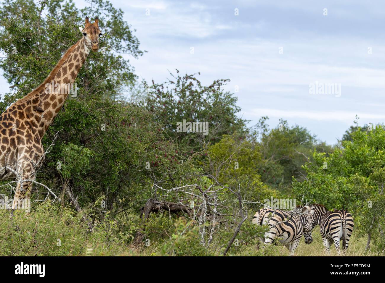 Girafe et zèbre, paysage Banque D'Images