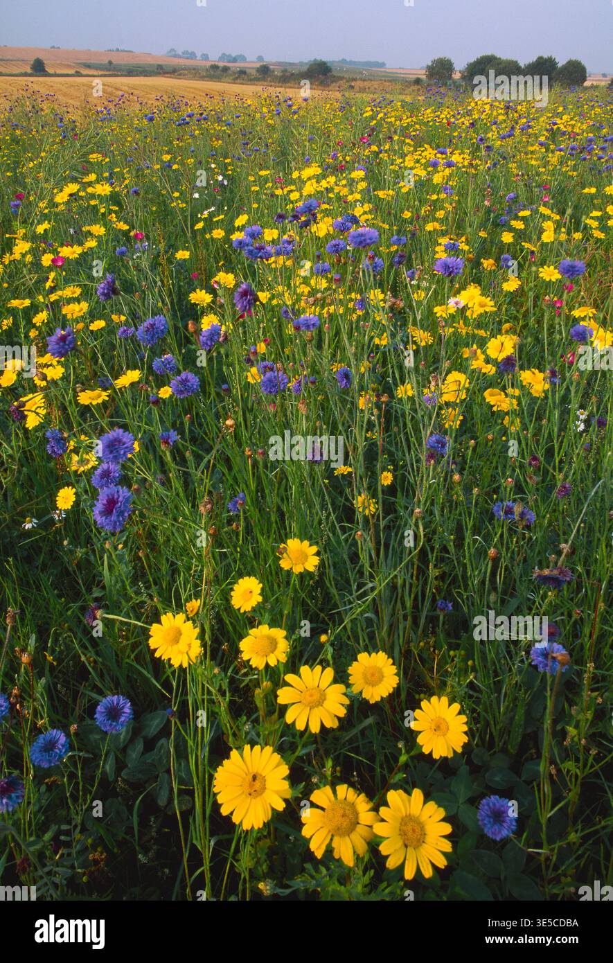 Promontoire de conservation autour du périmètre d'un champ arable, planté des graines de « mauvaises herbes arables ». Banque D'Images