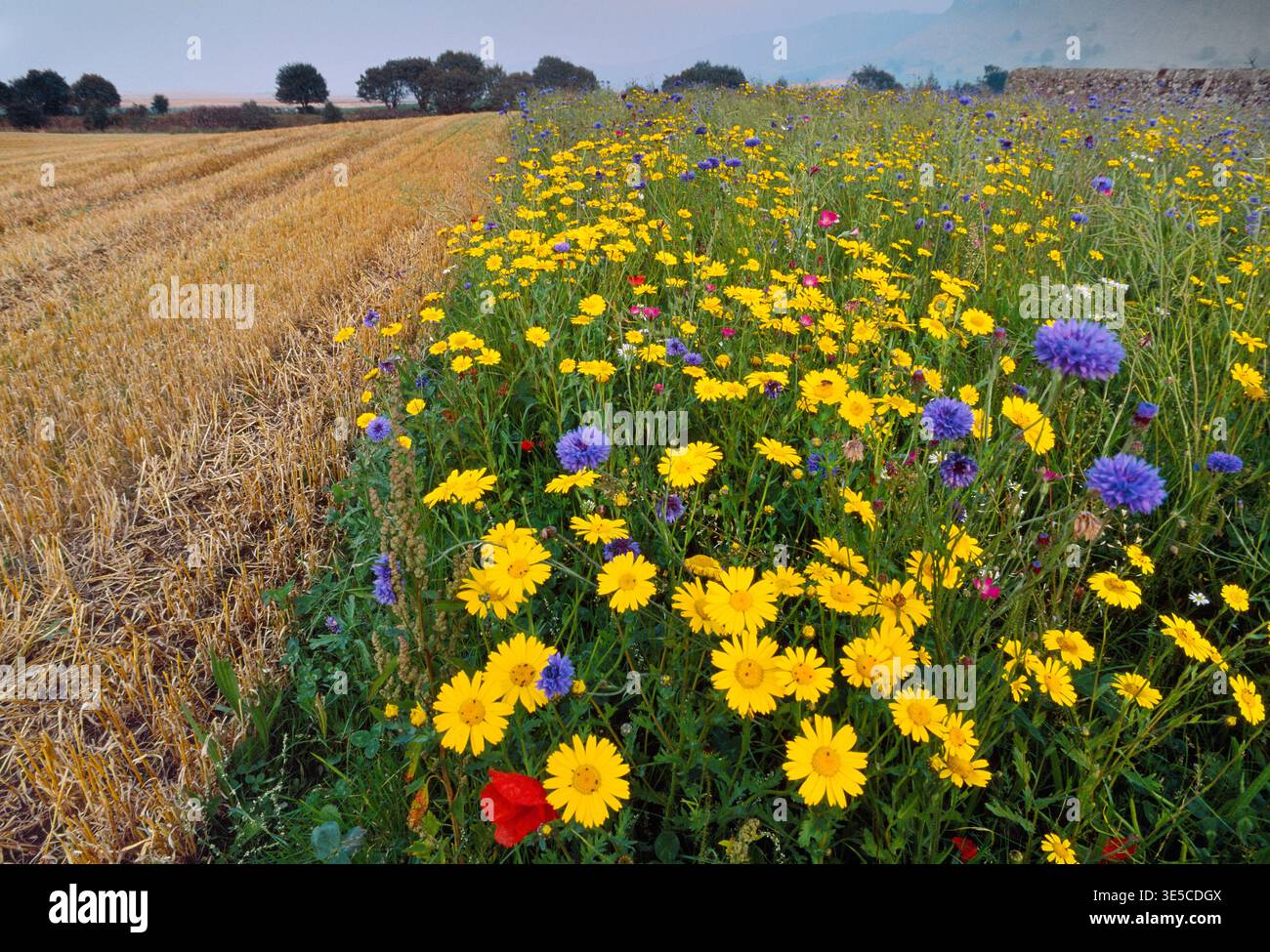 Promontoire de conservation autour du périmètre d'un champ arable, planté des graines de « mauvaises herbes arables ». Banque D'Images