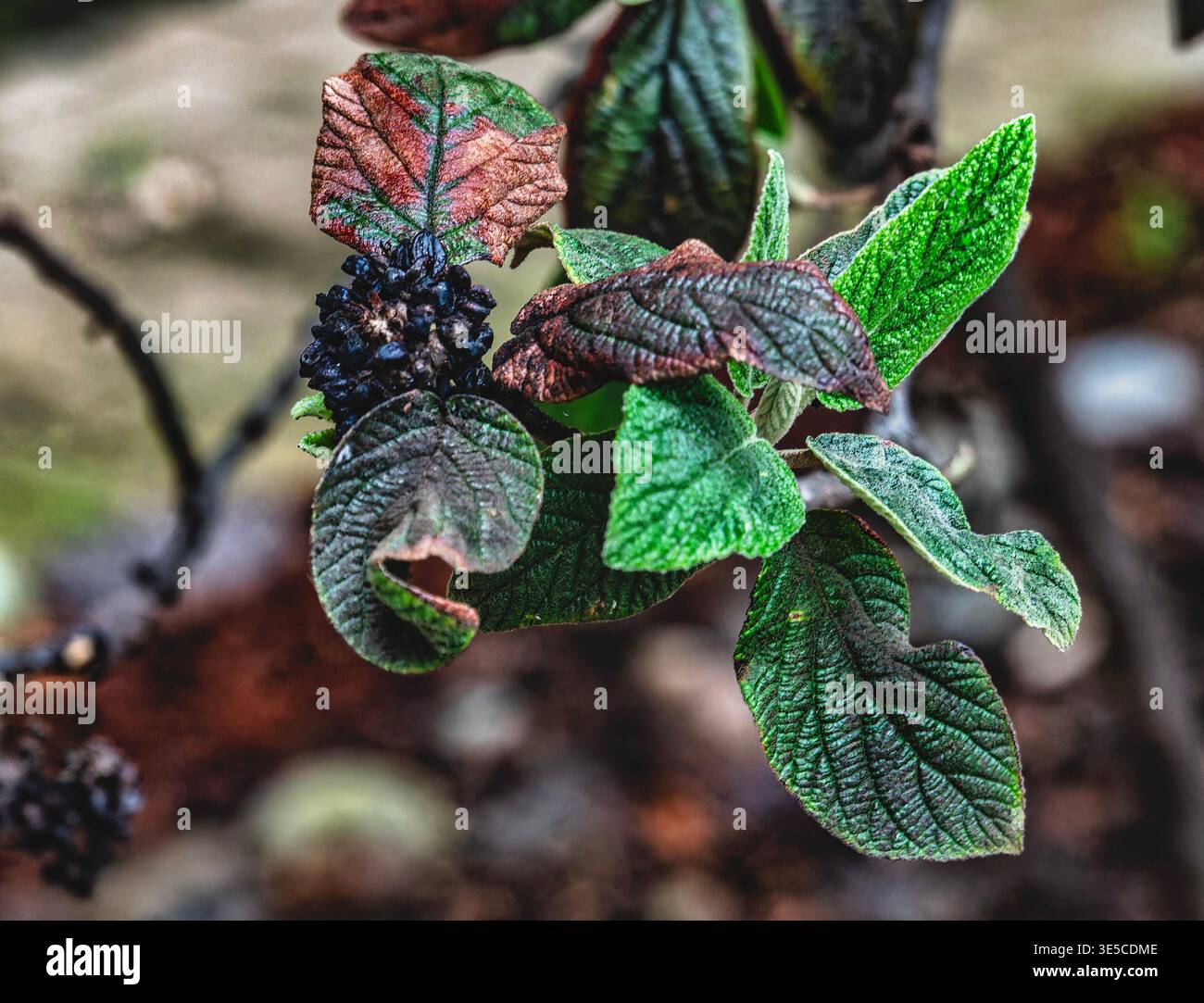 Vue rapprochée d'un Viburnum en cuir. Banque D'Images