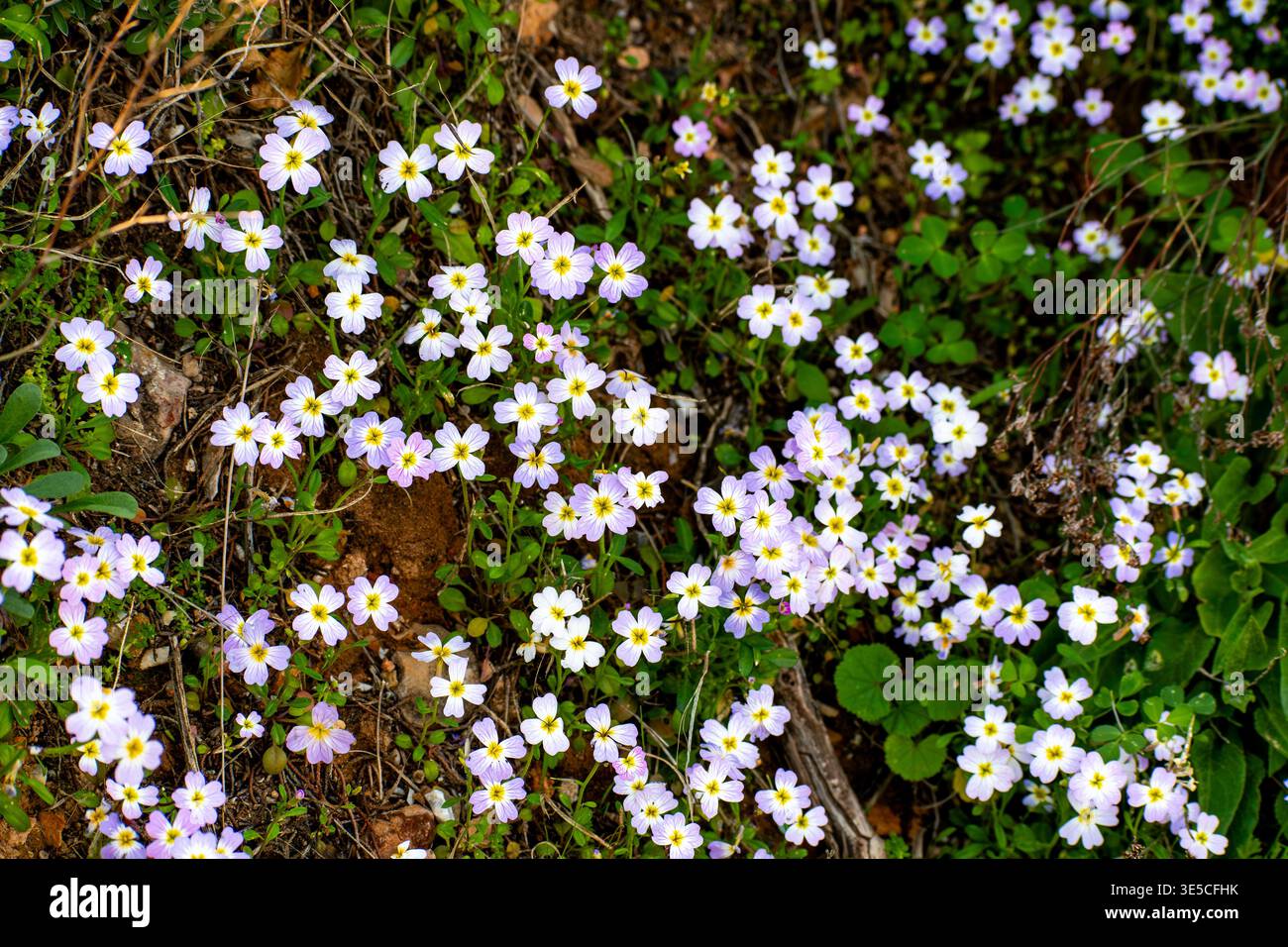 Cosmos Sonata fleurit sur le rivage rocheux de la côte de Vouliagmeni dans le golfe Saronique en Grèce. Banque D'Images
