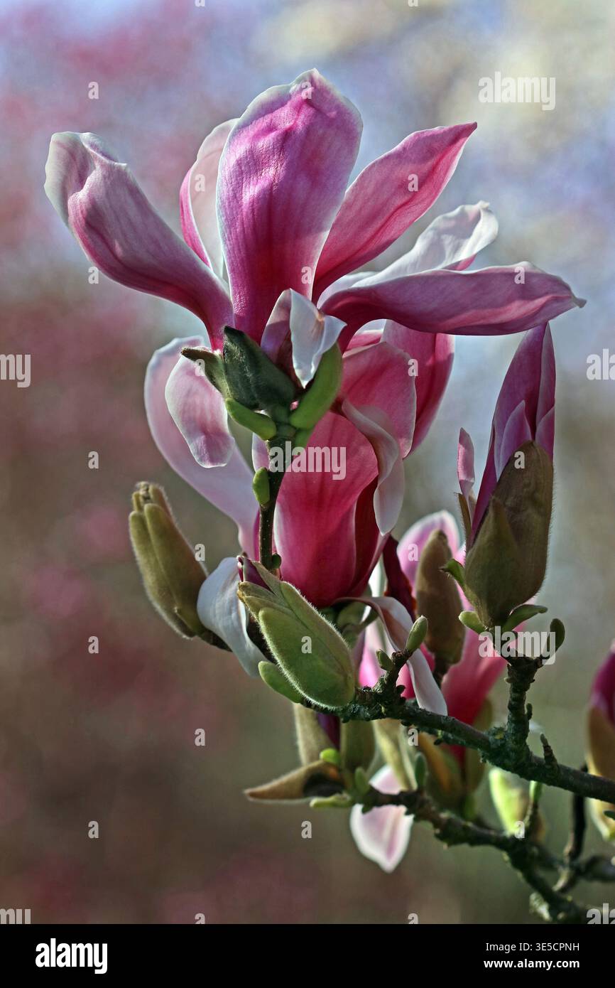Image plein cadre d'une fleur de Magnolia Tonia rose foncé affichant une habitude verticale, photographiée sur fond flou bleu et rose. March, Angleterre Banque D'Images