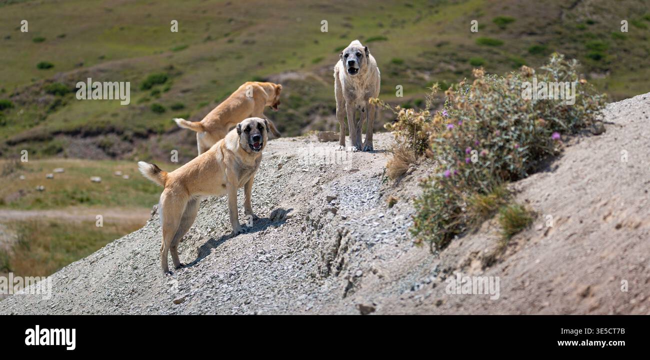 Trois chiens de berger debout sur une colline rocheuse dans la campagne, gardant le territoire dans le paysage naturel, scène extérieure rurale. Banque D'Images