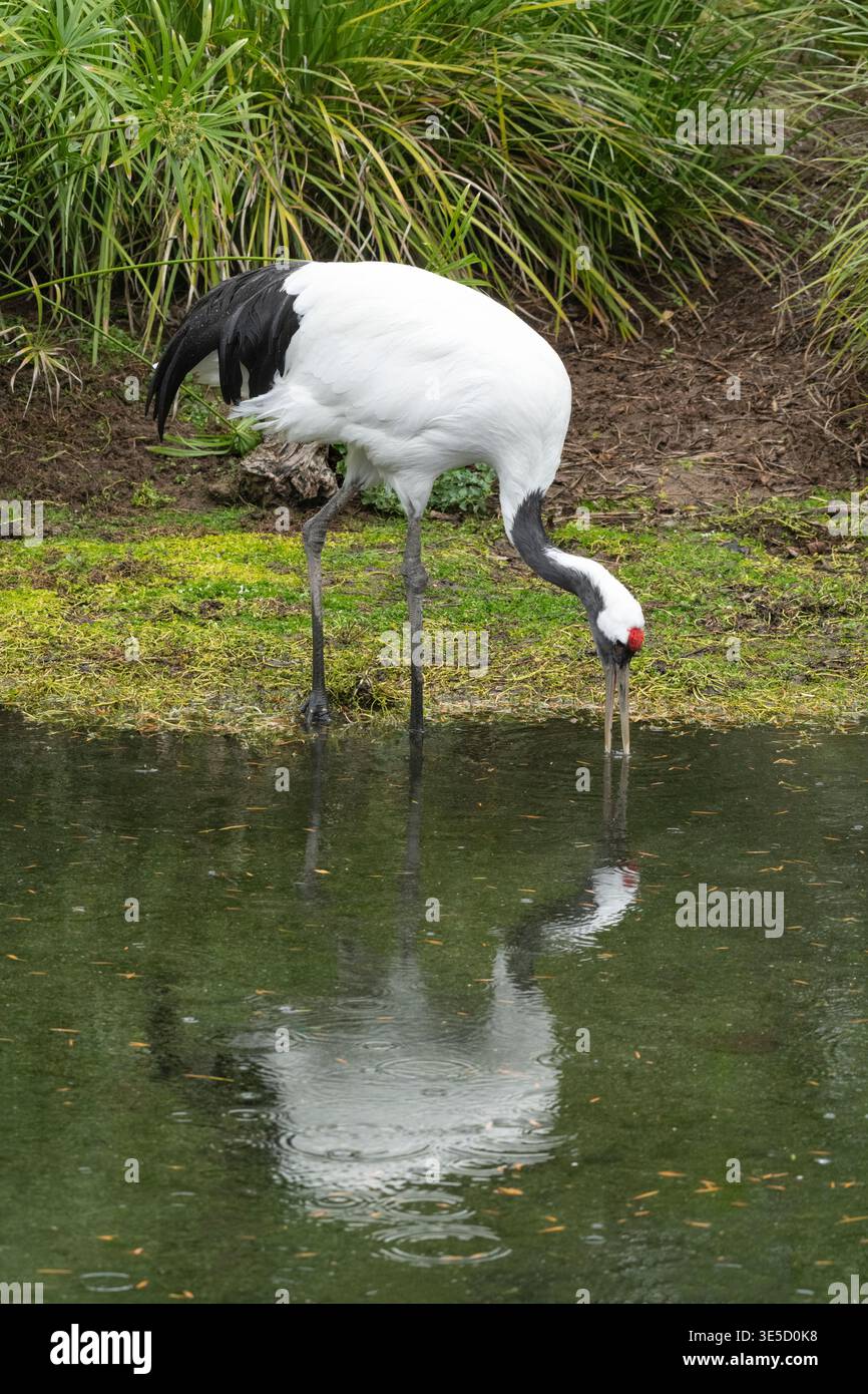 Asie ; Japon ; faune ; oiseaux ; échassiers; grue à couronne rouge ; Grus japonensis ; alimentation Banque D'Images