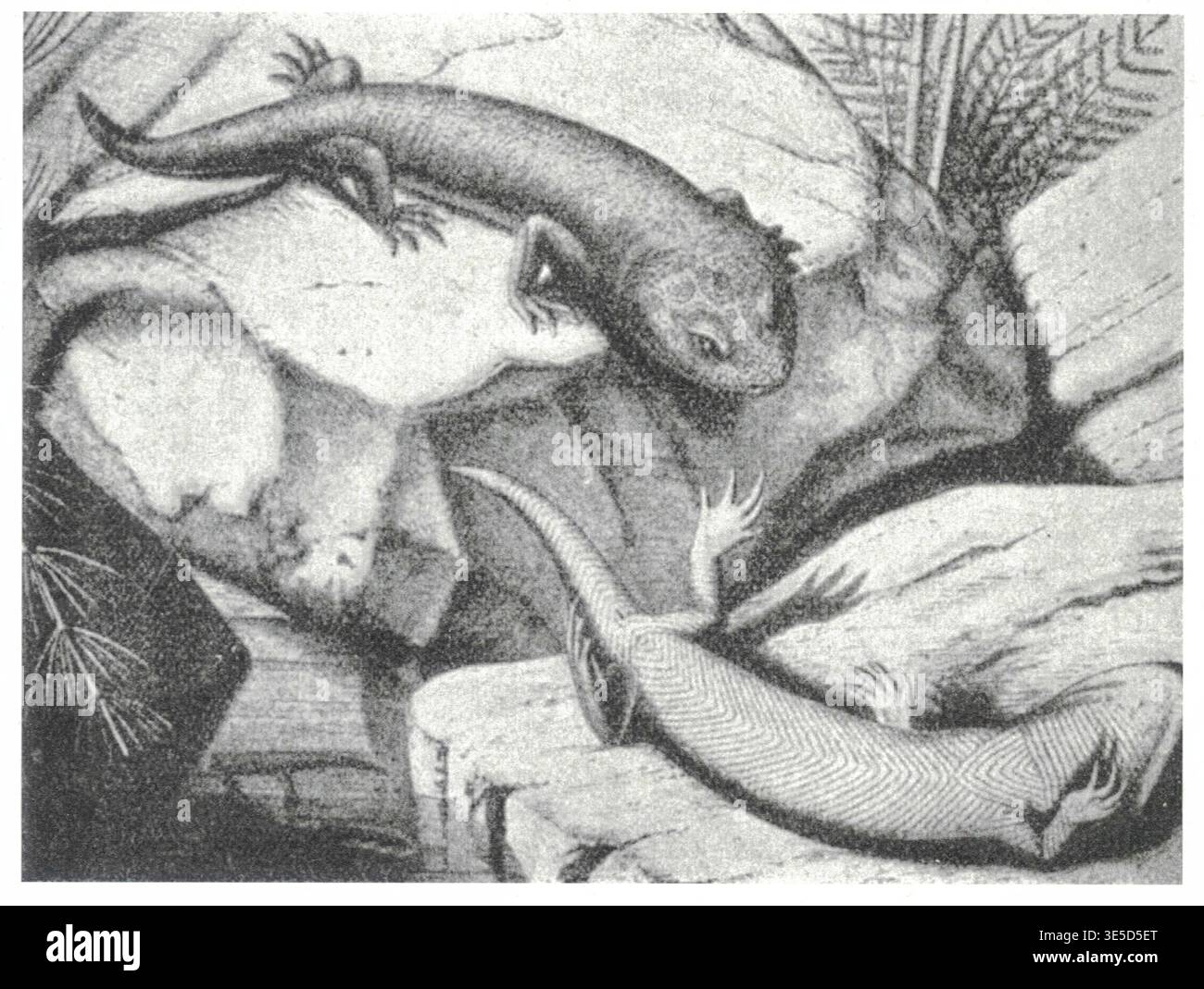 Deux anciennes salamandres représentées sur des rochers avec des fougères préhistoriques dans une gravure détaillée. Cette illustration vintage présente deux salamandres préhistoriques reposant sur des rochers texturés, entourées de fougères luxuriantes, capturant un moment de l'histoire naturelle antique. Banque D'Images