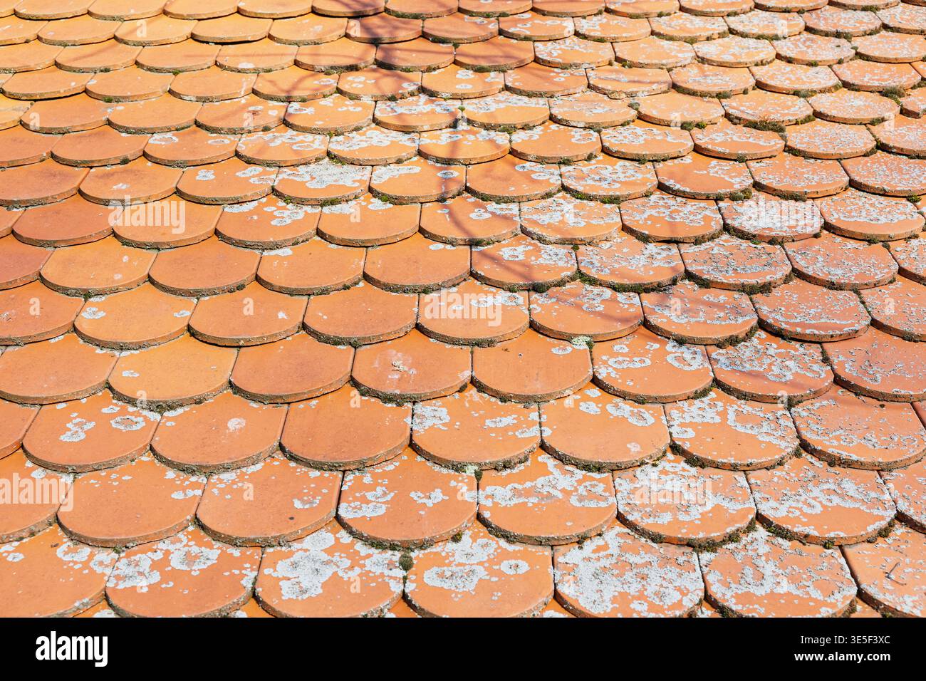 Vue rapprochée de tuiles de toit en terre cuite altérées montrant des bardeaux ronds qui se chevauchent avec des taches de mousse et de lichen pâle, transmettant l'âge, la texture et R Banque D'Images