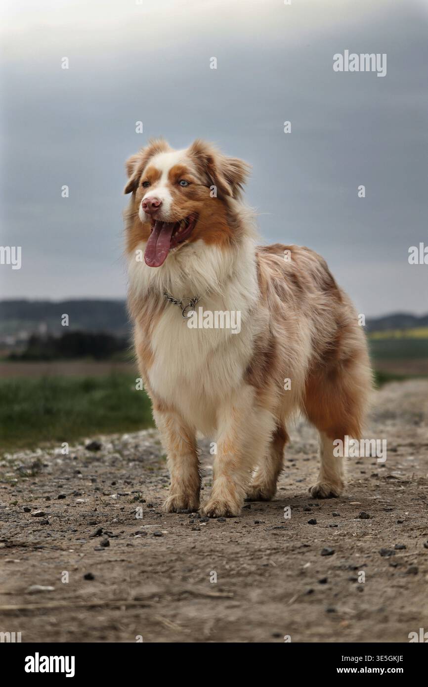 Un beau berger australien merle rouge debout attentivement sur un chemin de terre dans la campagne. Portrait complet du chien. Banque D'Images