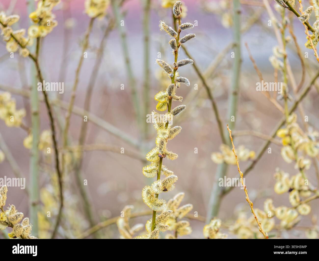 La nature se réveille au printemps. Brindilles de saule en fleurs et chatons de saule à fourrure, appelés phoques ou chats. Dimanche des palmiers. Saule houx, Salix caprea Banque D'Images